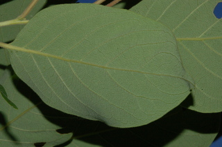 Diospyros kaki, Japanese persimmon, leaf under
