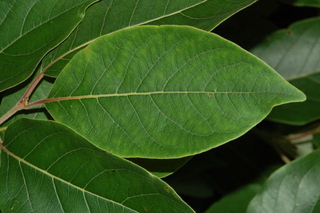 Diospyros kaki, Japanese persimmon, leaf upper