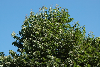 Diospyros kaki, Japanese persimmon, plant