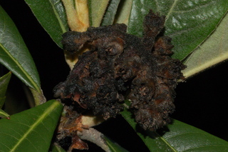 Eriobotrya japonica, Loquat, fruit