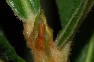 Eriobotrya japonica, Loquat, leaf bud