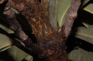 Eriobotrya japonica, Loquat, stem
