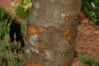 Eriobotrya japonica, Loquat, stem
