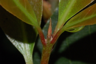 Laurus nobilis, leaf bud