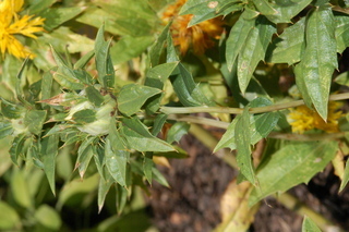 Carthamus tinctorius, Safflower, branching