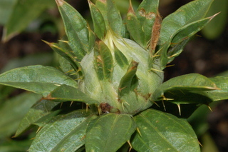 Carthamus tinctorius, Safflower, flower bud