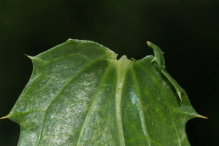 Carthamus tinctorius, Safflower, leaf base under
