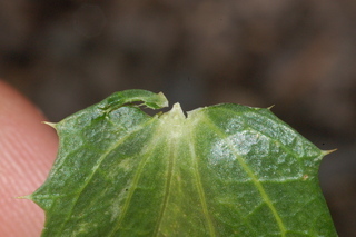 Carthamus tinctorius, Safflower, leaf base upper