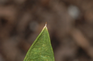 Carthamus tinctorius, Safflower, leaf tip upper