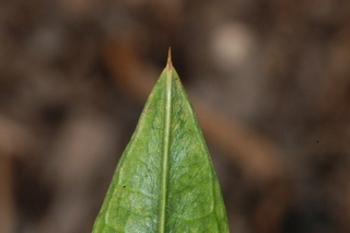 Carthamus tinctorius, Safflower, leaf tip upper