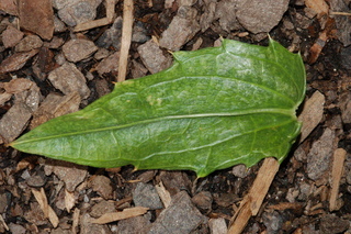 Carthamus tinctorius, Safflower, leaf under