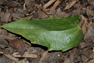 Carthamus tinctorius, Safflower, leaf upper