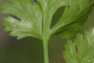 Coriandrum sativum, Coriander, Cilantro, leaf base under