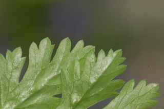 Coriandrum sativum, Coriander, Cilantro, leaf margin under
