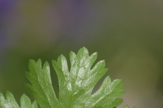 Coriandrum sativum, Coriander, Cilantro, leaf tip under