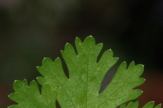 Coriandrum sativum, Coriander, Cilantro, leaf tip upper