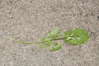 Coriandrum sativum, Coriander, Cilantro, leaf under