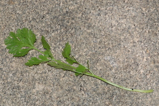 Coriandrum sativum, Coriander, Cilantro, leaf upper