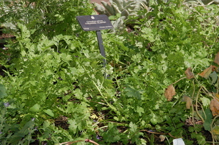 Coriandrum sativum, Coriander, Cilantro, plant