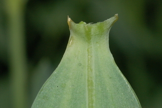 Gypsophila oldhamiana, Manchurian babys breath, leaf base under