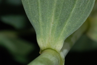 Gypsophila oldhamiana, Manchurian babys breath, leaf base upper