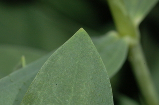 Gypsophila oldhamiana, Manchurian babys breath, leaf tip upper