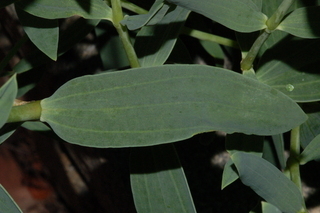 Gypsophila oldhamiana, Manchurian babys breath, leaf upper