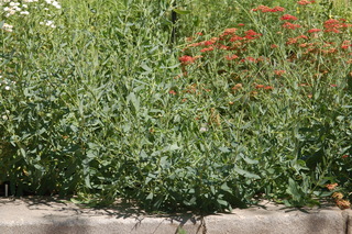 Gypsophila oldhamiana, Manchurian babys breath, plant