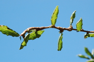Mespilus germanica, branching