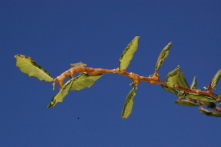 Mespilus germanica, branching