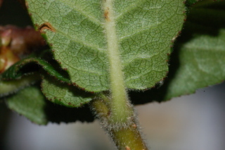 Mespilus germanica, leaf base under