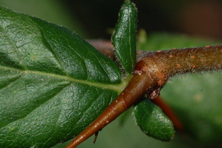 Mespilus germanica, leaf base upper