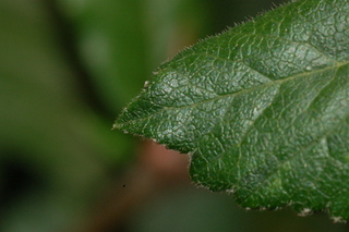Mespilus germanica, leaf tip upper