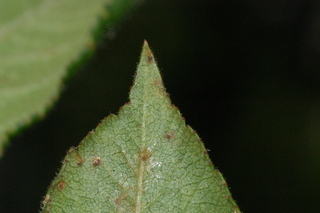 Mespilus germanica, leaf tip upper