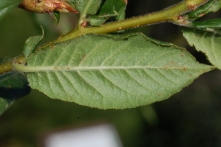 Mespilus germanica, leaf under