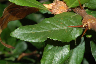 Mespilus germanica, leaf upper
