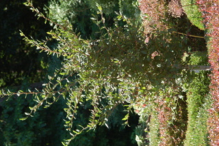 Mespilus germanica, plant