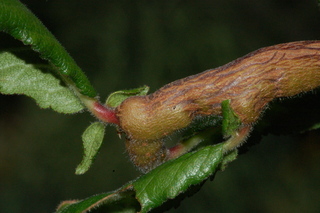 Mespilus germanica, stem