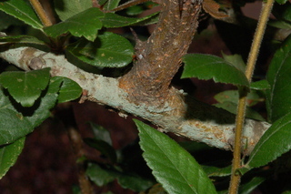Mespilus germanica, stem
