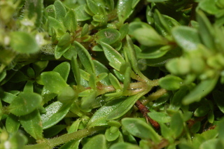 Thymus praecox, Splendens, branching