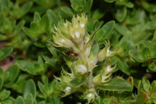Thymus praecox, Splendens, leaf bud