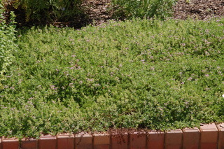 Thymus praecox, Splendens, plant