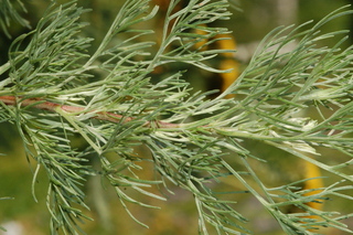 Artemisia abrotanum, Southernwood, branching