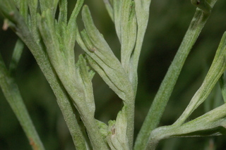Artemisia abrotanum, Southernwood, leaf bud