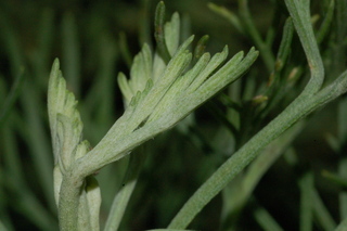 Artemisia abrotanum, Southernwood, leaf bud