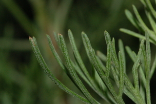 Artemisia abrotanum, Southernwood, leaf tip upper