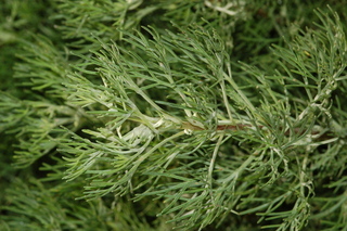 Artemisia abrotanum, Southernwood, leaf upper