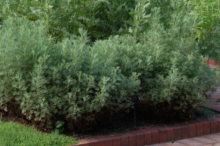 Artemisia abrotanum, Southernwood, plant