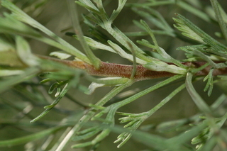Artemisia abrotanum, Southernwood, stem
