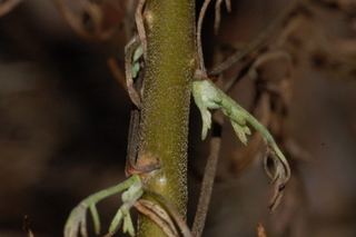 Artemisia abrotanum, Southernwood, stem
